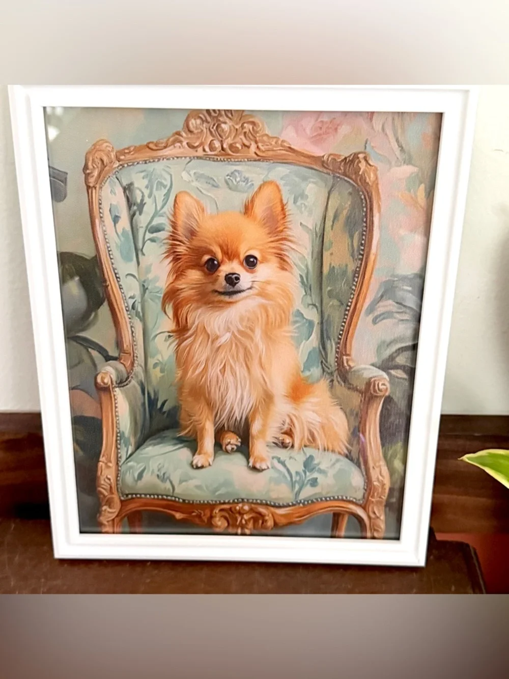 N/A fancy pomeranian
